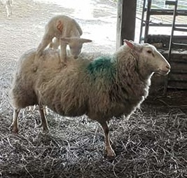photo of a sheep